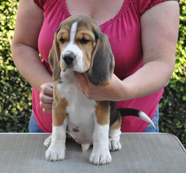 Golden Swissline Dream Maker