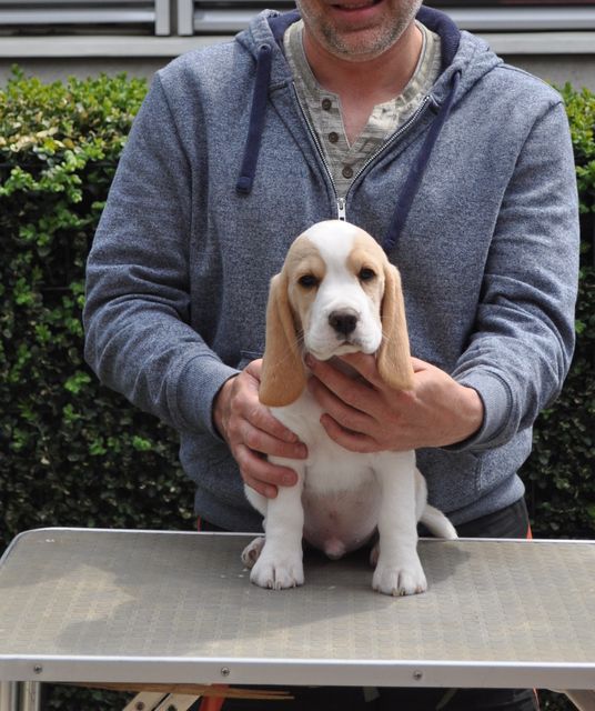 Golden Swissline Eternity is not Enough