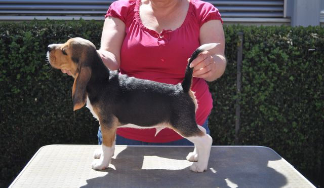 Golden Swissline Eternity Special like You