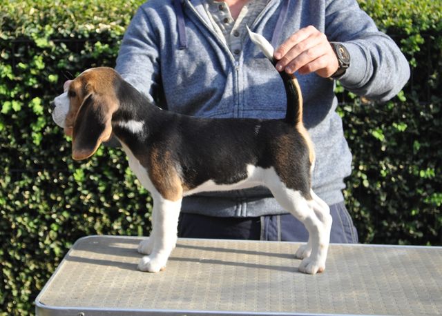 Golden Swissline Dreams come True