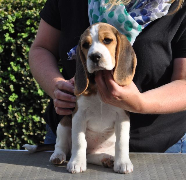 Golden Swissline Dreams come True