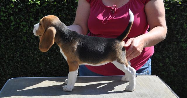 Golden Swissline Dreams are Forever