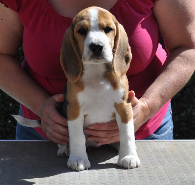 Golden Swissline Dreams are Forever