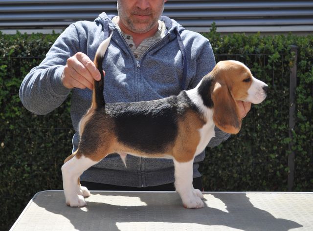 Golden Swissline Dream without Fear