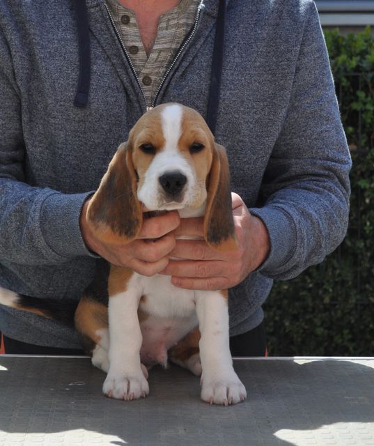 Golden Swissline Dream without Fear