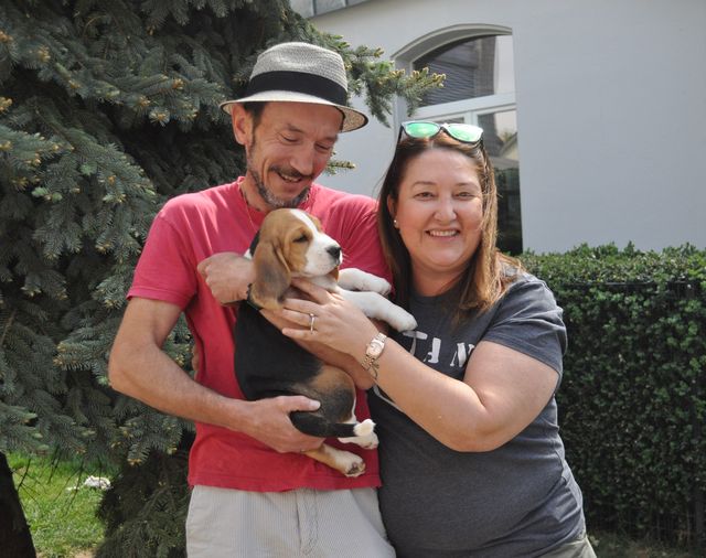 Golden Swissline Dream without Fear