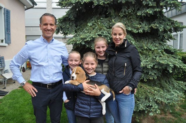 Golden Swissline Dream a little Dream