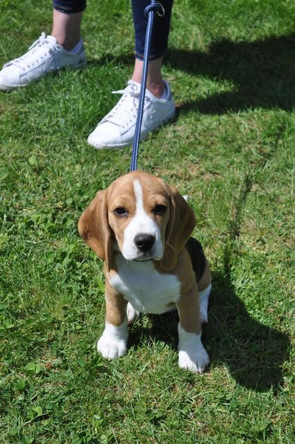 Golden Swissline Dream a little Dream