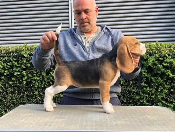 Golden Swissline Dream a little Dream