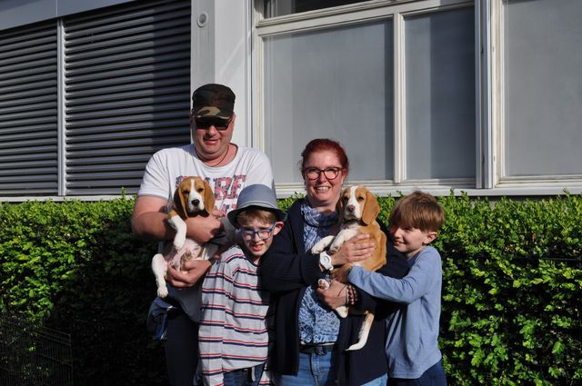 Golden Swissline Dreams are Forever