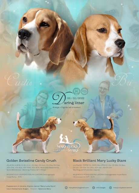 Golden Swissline Candy Crush & Black Brilliant Mary Lucky Stars