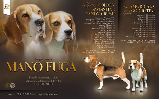 Golden Swissline Candy Crush & Glamor Gala Go Greitai