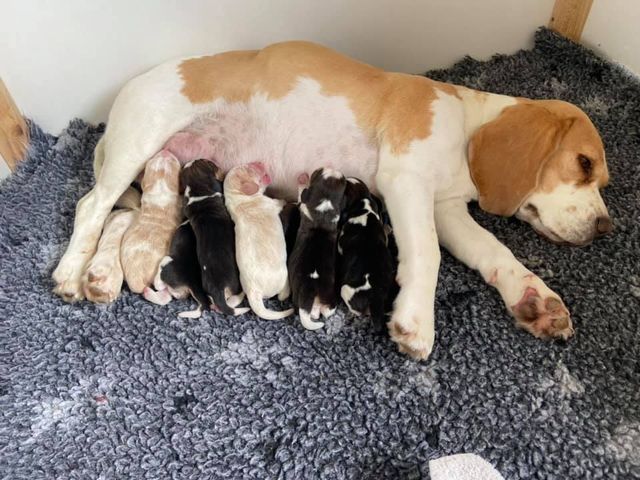 Die Welpen von Curtis aus dem Kennel Erben Korwins