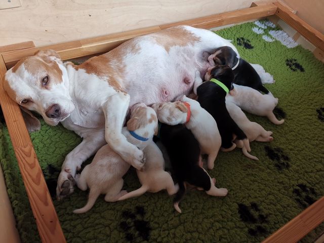 Curtis und Bradas Welpen