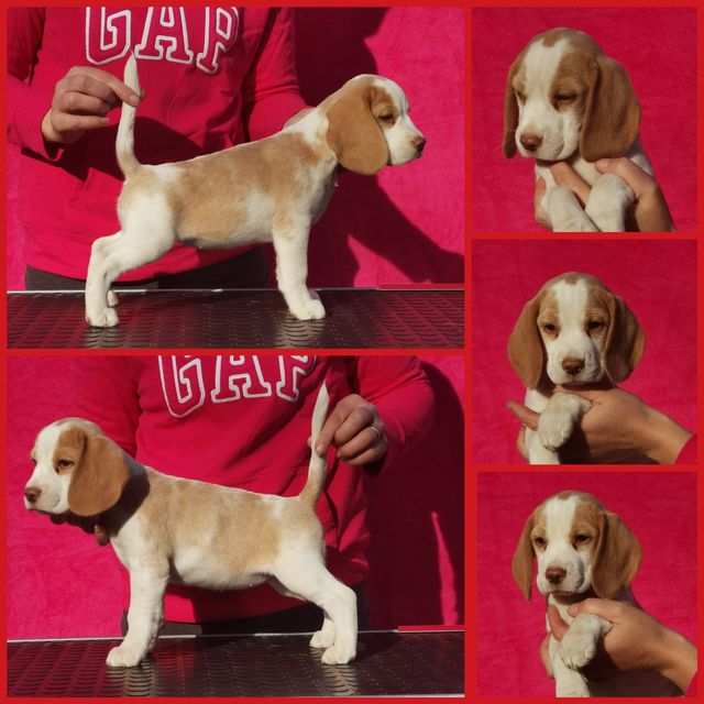 Die Welpen von Curtis und Brada