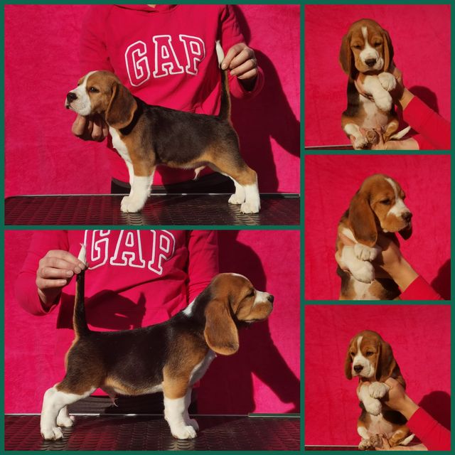 Die Welpen von Curtis und Brada