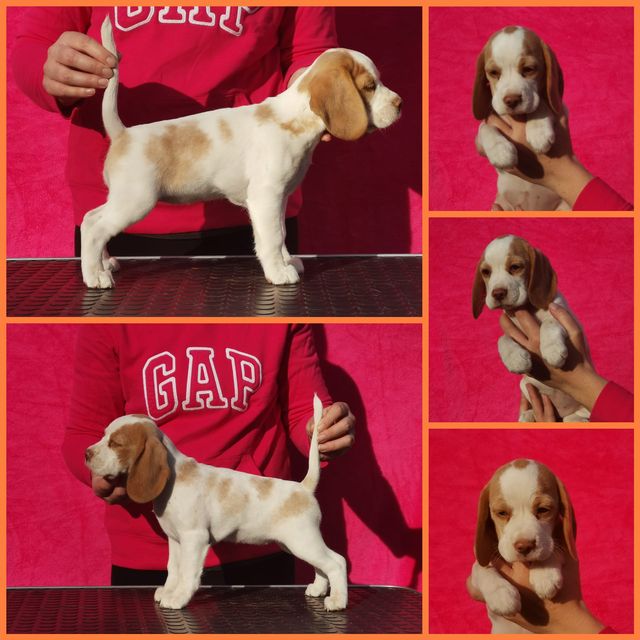 Die Welpen von Curtis und Brada