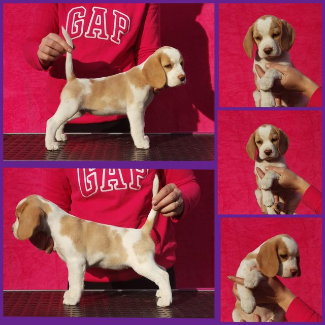 Die Welpen von Curtis und Brada