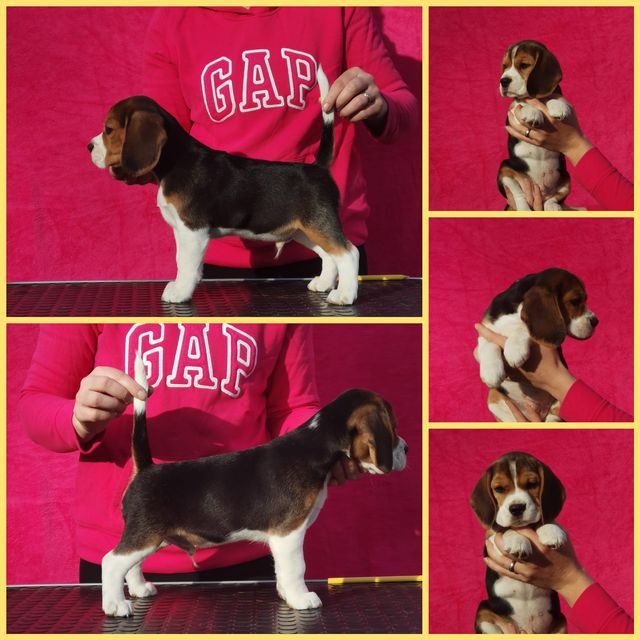 Die Welpen von Curtis und Brada