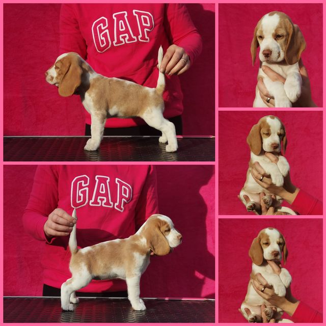 Die Welpen von Curtis und Brada