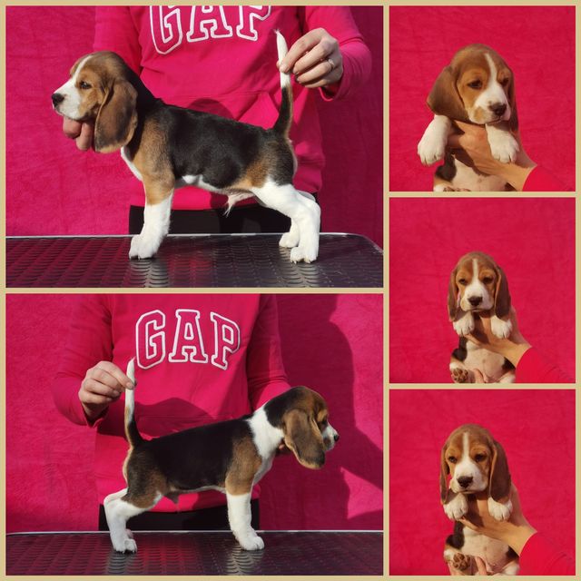 Die Welpen von Curtis und Brada