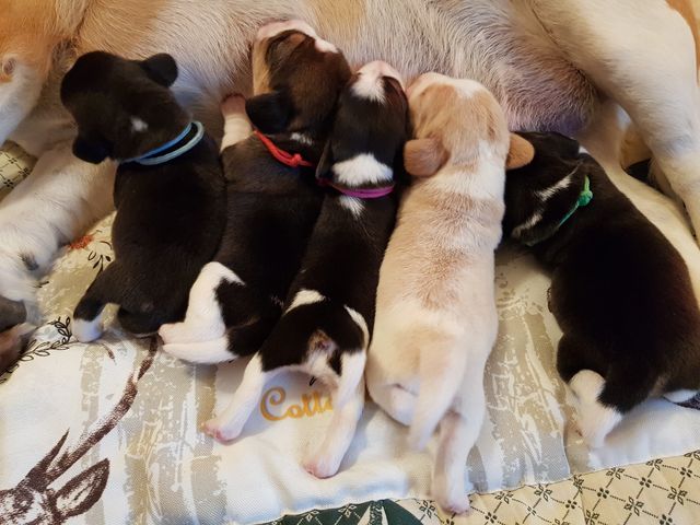 Golden Swissline Candy Crush & Charming Candy from Styrian Cottage