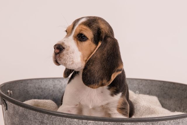 Fotoshooting der Welpen