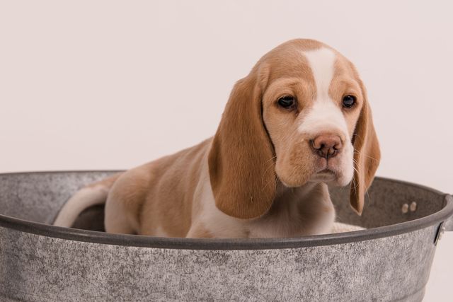 Fotoshooting der Welpen