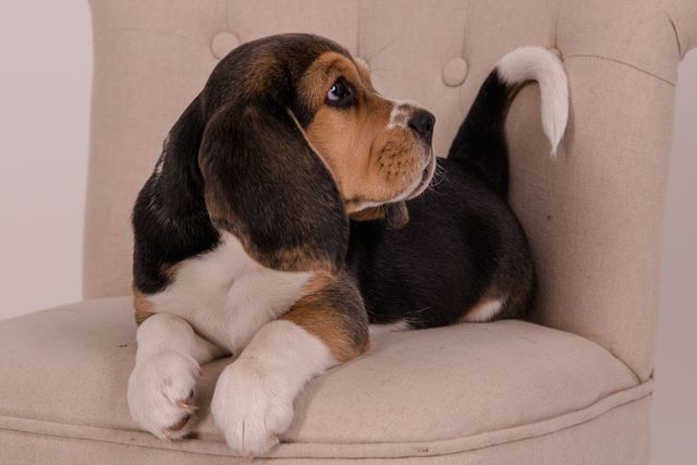 Fotoshooting der Welpen