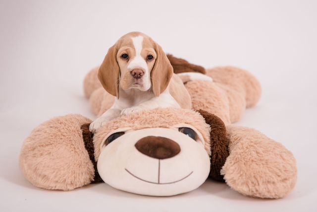 Fotoshooting der Welpen