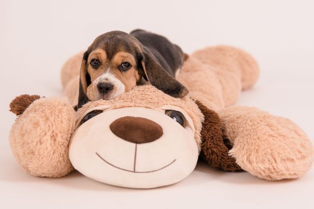 Fotoshooting der Welpen