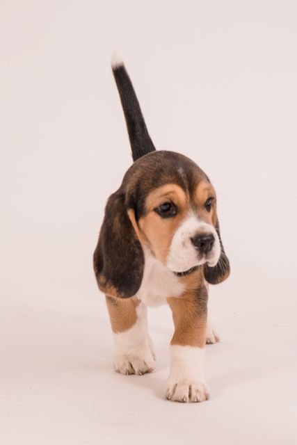 Fotoshooting der Welpen