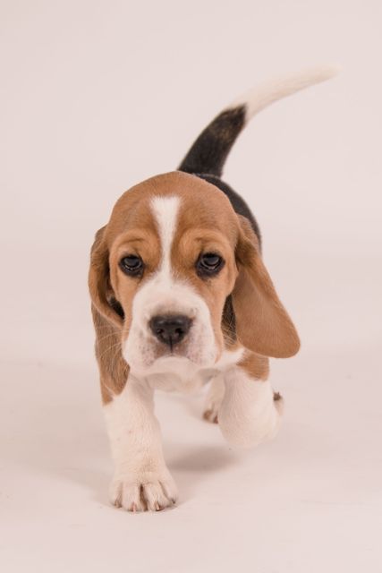 Fotoshooting der Welpen