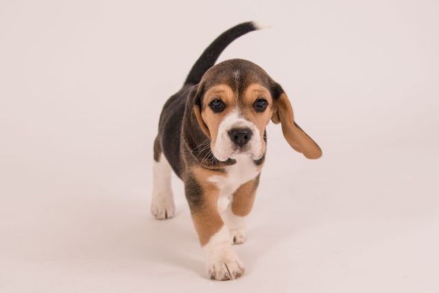 Fotoshooting der Welpen