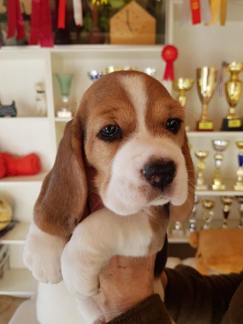 Die Welpen mit 6 Wochen