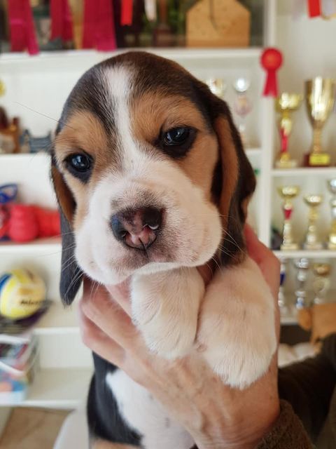 Die Welpen mit 6 Wochen