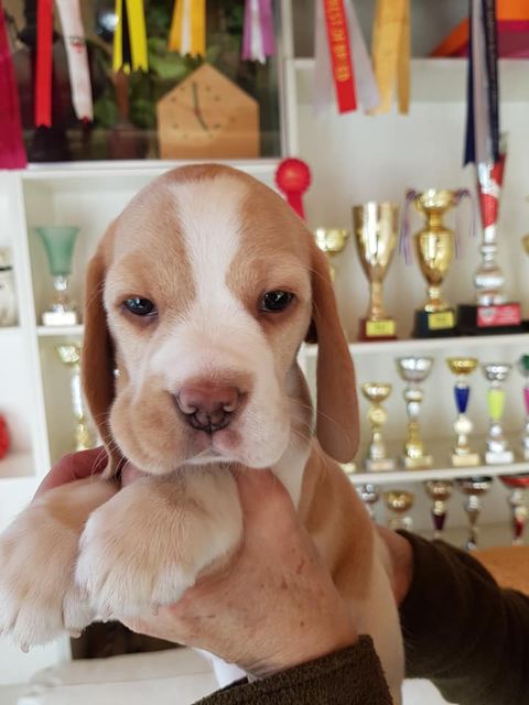 Die Welpen mit 6 Wochen