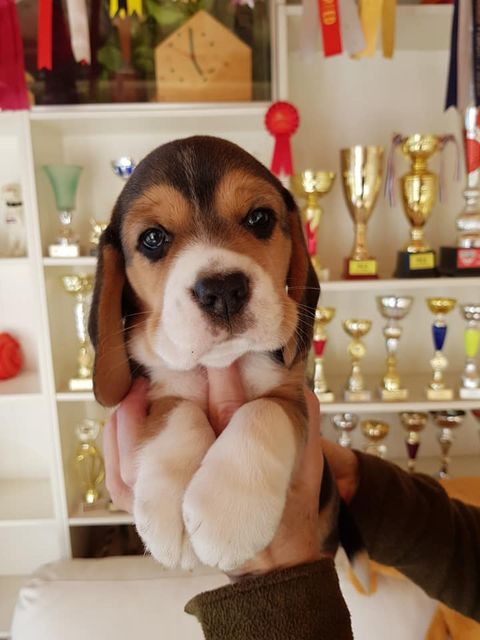 Die Welpen mit 6 Wochen