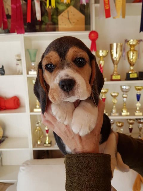 Die Welpen mit 6 Wochen