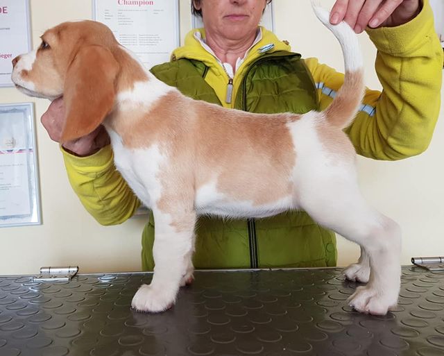 Die Welpen mit 9 Wochen