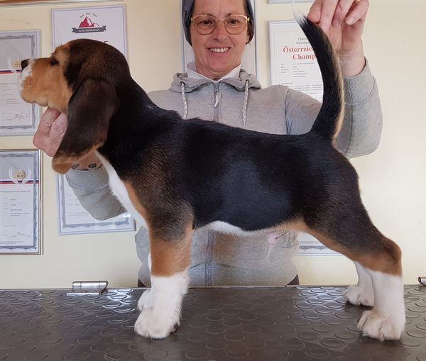 Die Welpen mit 9 Wochen