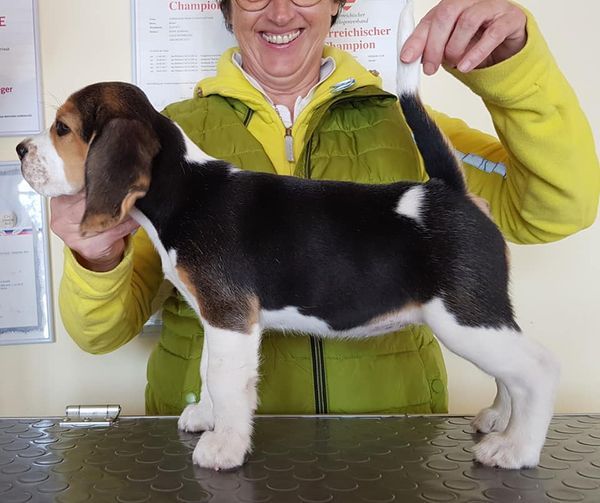 Die Welpen mit 9 Wochen