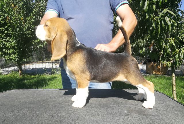 Nachzucht von Curtis