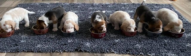 Erben Korwins The Question - D2 Wurf