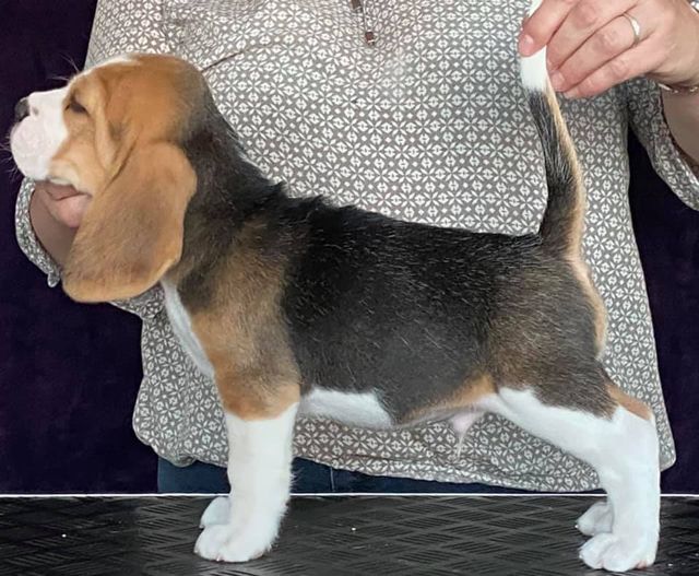 Erben Korwins The Question - D2 Wurf