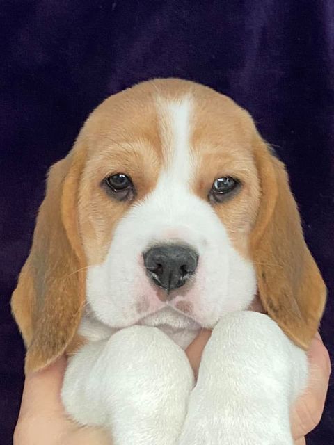 Erben Korwins The Question - D2 Wurf