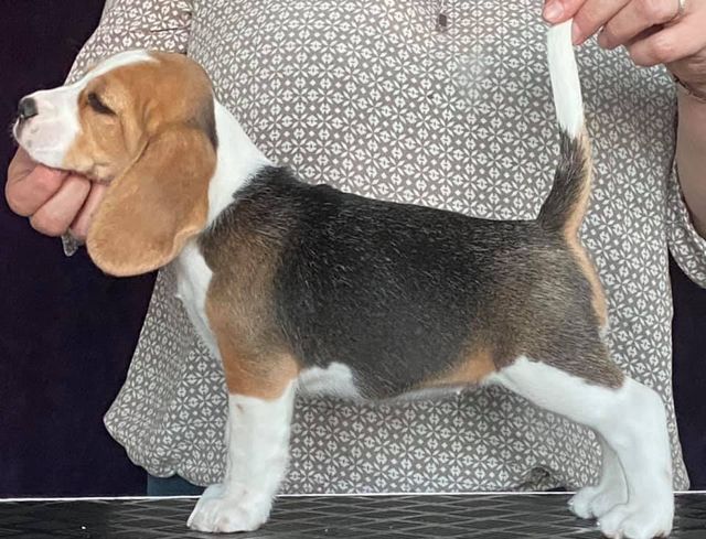 Erben Korwins The Question - D2 Wurf