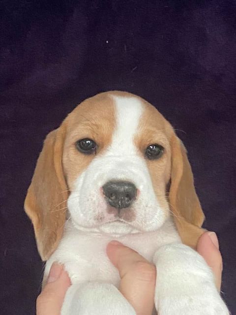 Erben Korwins The Question - D2 Wurf