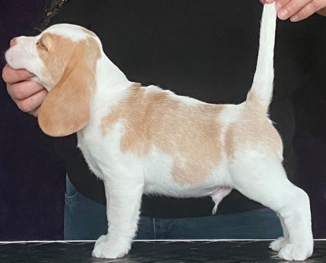 Erben Korwins The Question - D2 Wurf