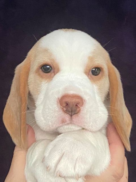 Erben Korwins The Question - D2 Wurf